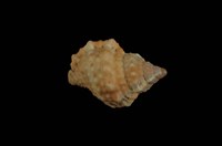 藏品(果粒蛙螺)的圖片